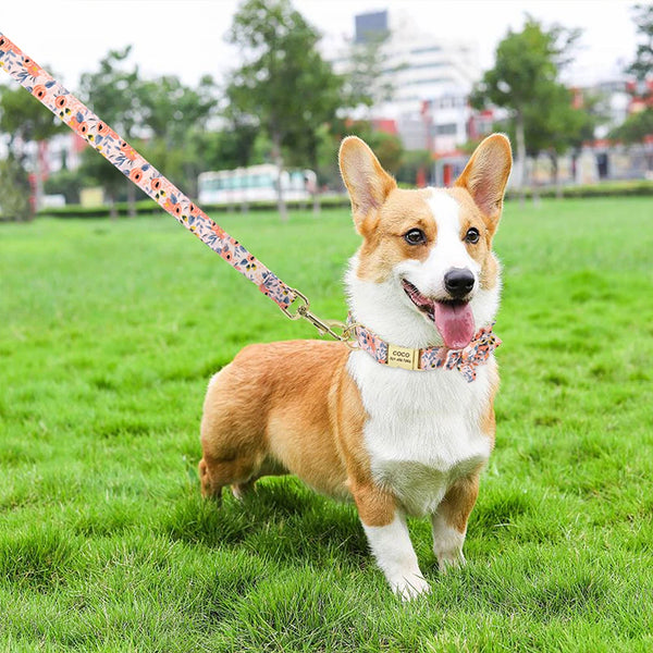 Custom Engraved Dog Collar and Leash Set - Personalized ID Walking Collar