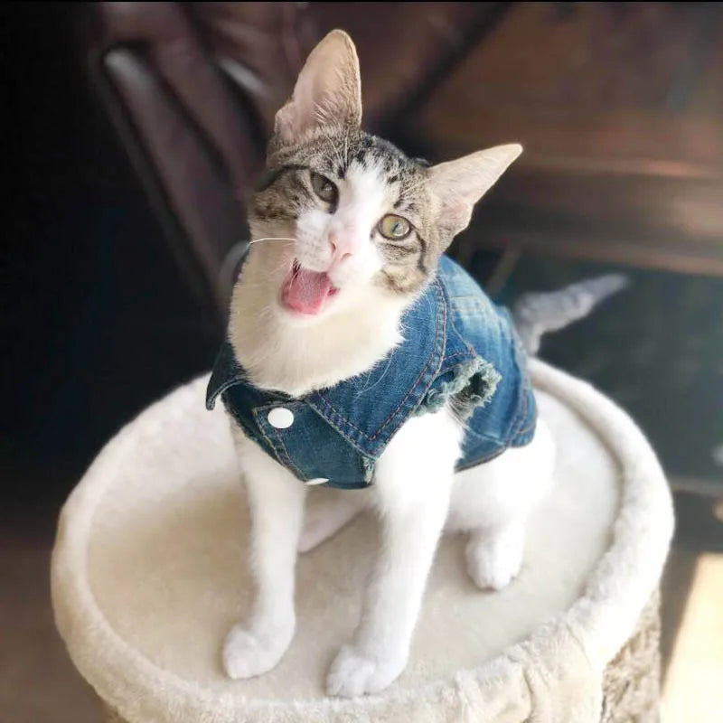 Cat Denim Vest Jacket - Casual Cotton Coat for Kittens & Small Cats