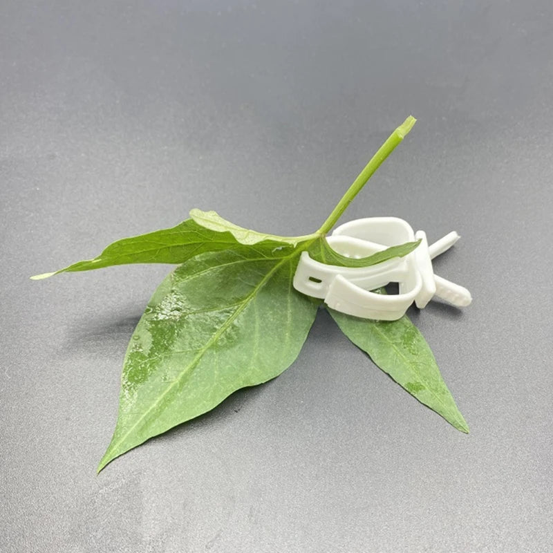 Bird Food Clip Holder - Feeding Clamp for Fruit and Cuttlebone