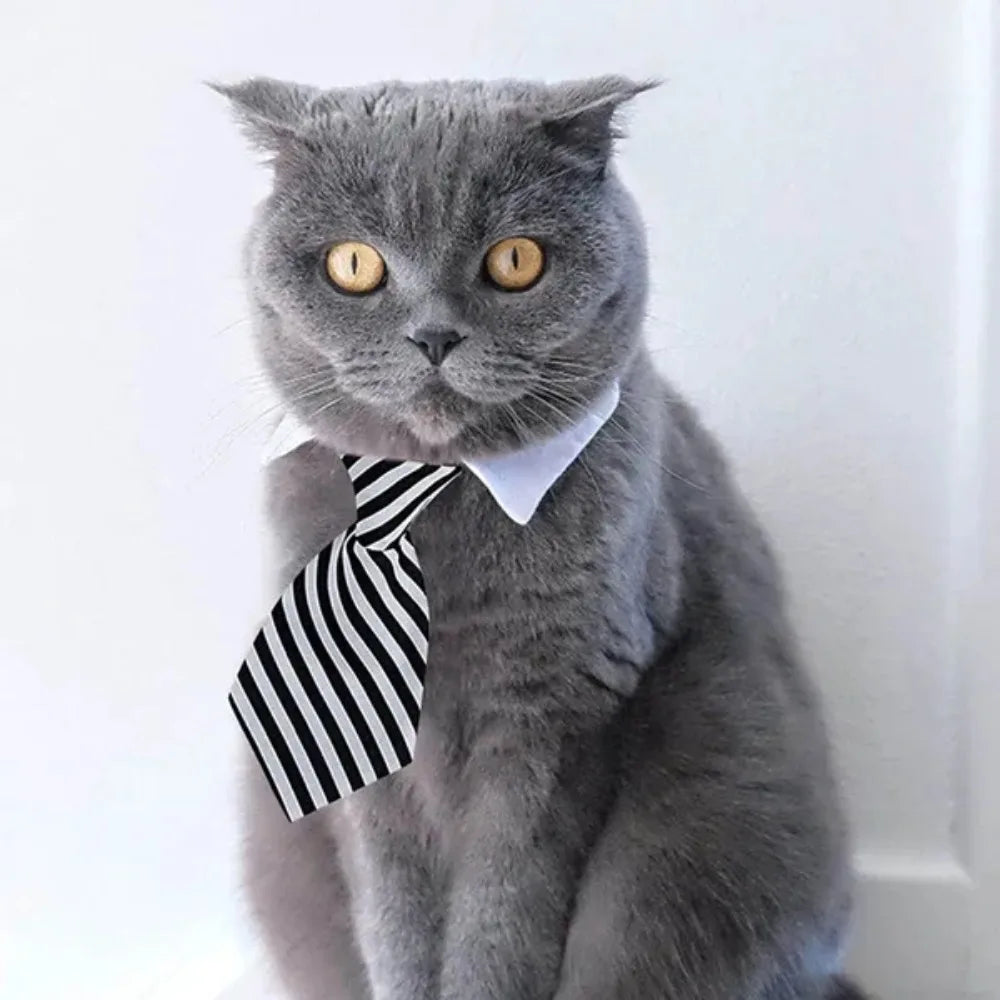 Formal Pet Bow Tie Collar - Adjustable Neck Tie for Small Dogs & Cats