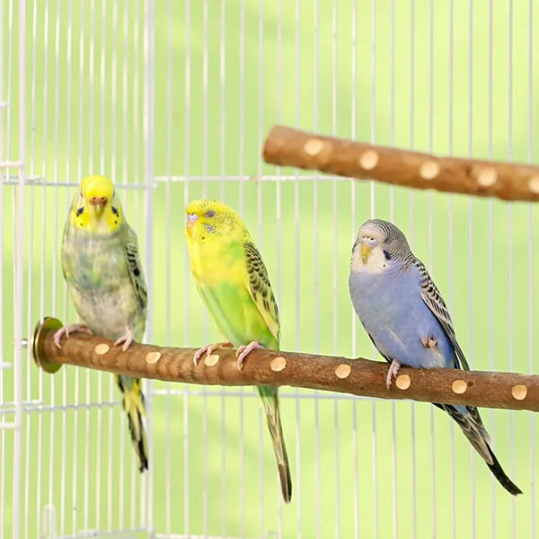 Natural Wood Bird Perch Stand - Branch Grinding Rod for Budgies & Cockatiels